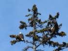 baldeagles_small.jpg