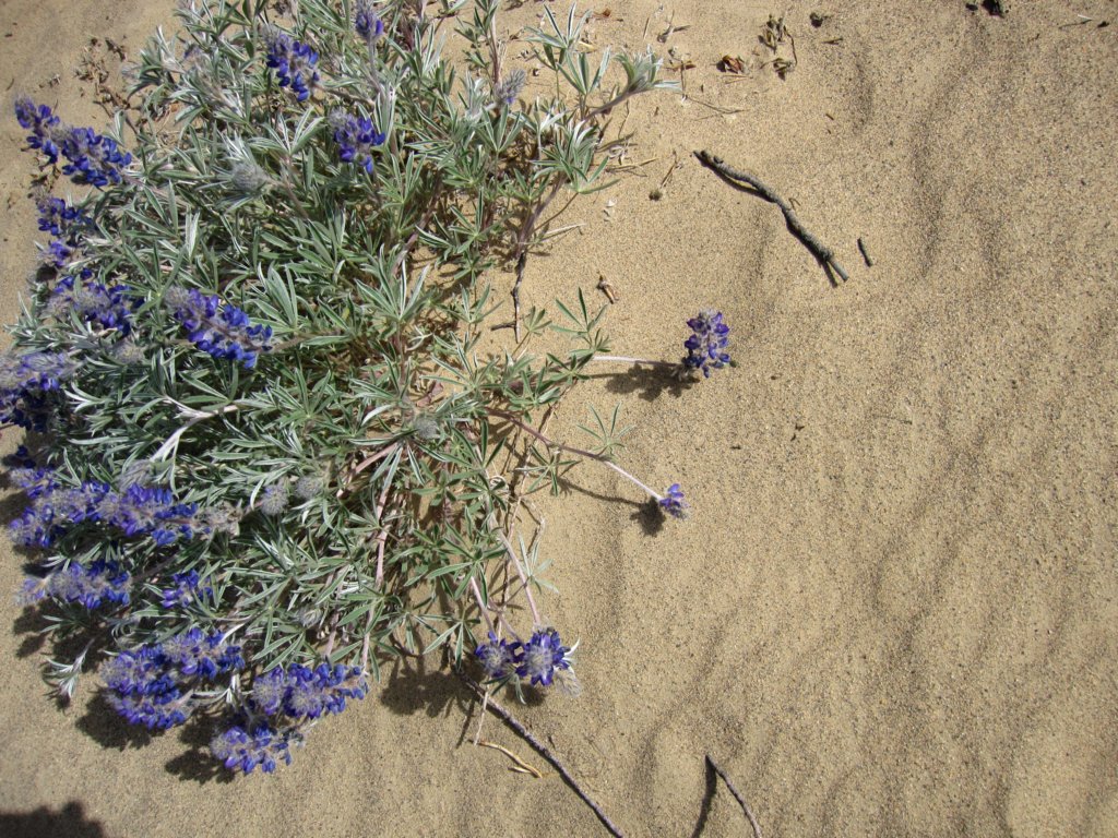 carcrossdesert2.jpg