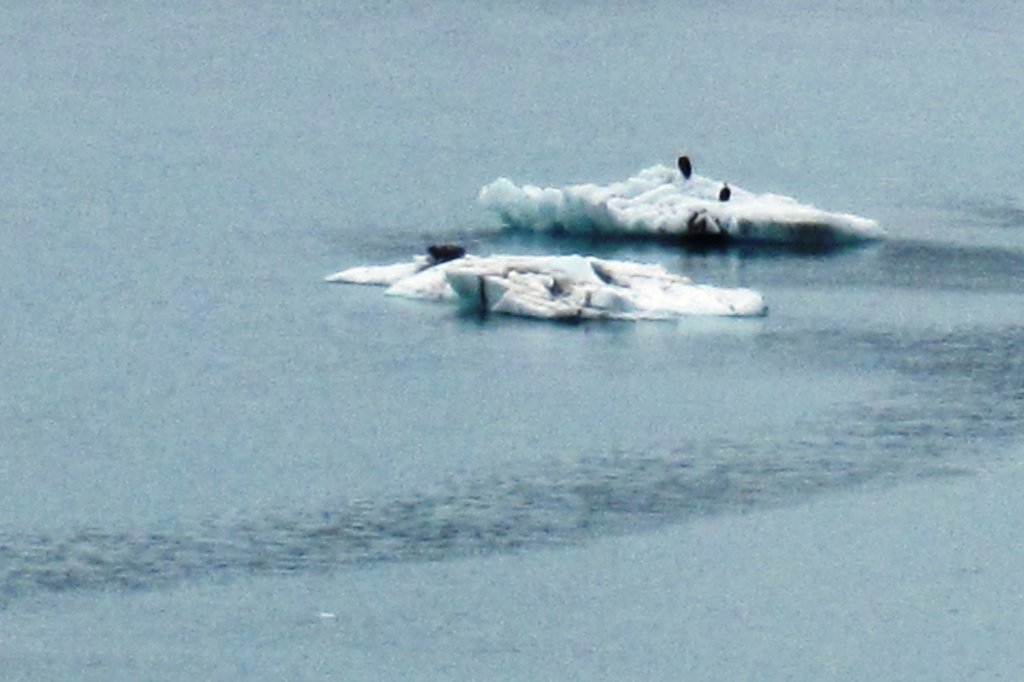 glacierbayeaglesoniceberg.jpg