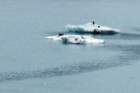 glacierbayeaglesoniceberg_small.jpg