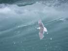 glacierbayjudilikesseagulls_small.jpg