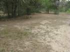 normallythickgrassatthistimeofyear_small.jpg