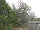 oldcedartreedeadnearthegate_small.jpg