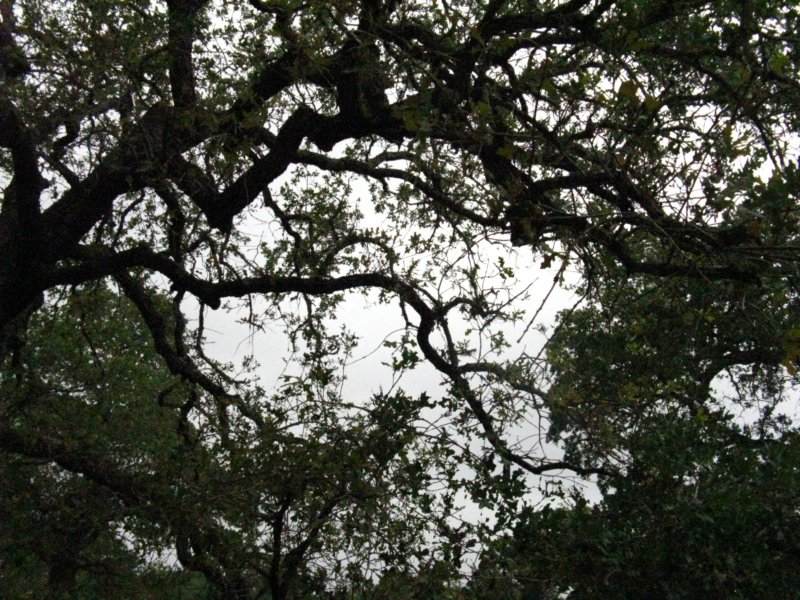 thinleafcanopy.jpg