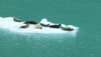 glacierwatchingsealsonice2_small.jpg