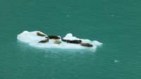 glacierwatchingsealsonice_small.jpg