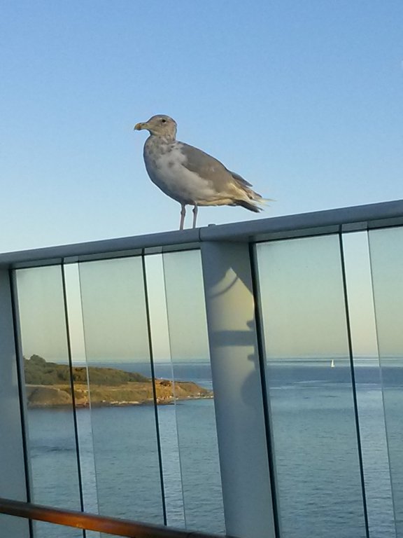 seagullsquawksquawk2.jpg