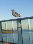 seagullsquawksquawk2_small.jpg