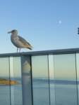 seagullsquawksquawk3_small.jpg