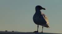 seagullsquawksquawk4_small.jpg
