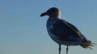 seagullsquawksquawk5_small.jpg