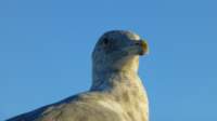 seagullsquawksquawk6_small.jpg