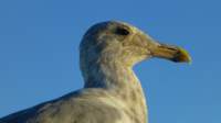 seagullsquawksquawk7_small.jpg
