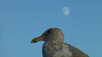 seagullsquawksquawk8_small.jpg