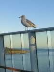 seagullsquawksquawk_small.jpg
