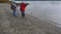 settlerscovethesalmonwererunninggoinfishinggotone_small.jpg