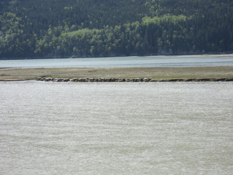 skagwaydollytourseals2.jpg