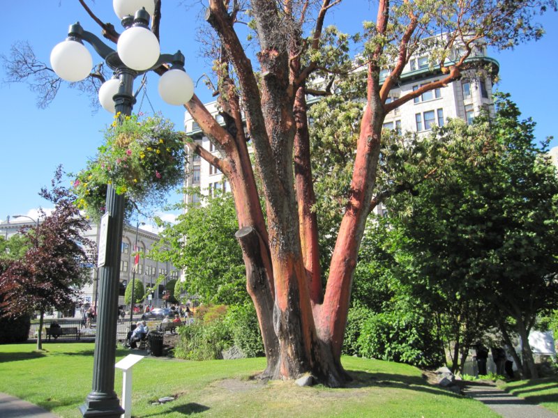 victoriabritishcolumbiaredbarkedtree.jpg