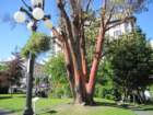 victoriabritishcolumbiaredbarkedtree_small.jpg