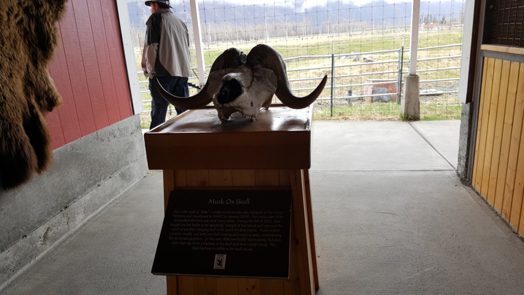alaskawildlifeconservationcenter13.jpg