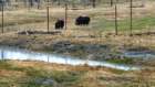 alaskawildlifeconservationcenter4_small.jpg