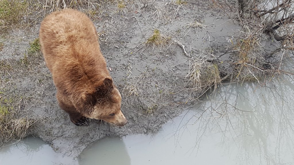 alaskawildlifeconservationcenter8.jpg