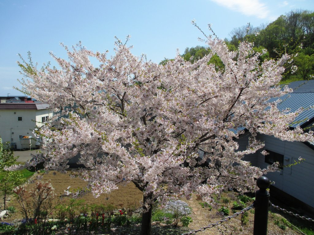 aoyomavillaotarujapan3.jpg