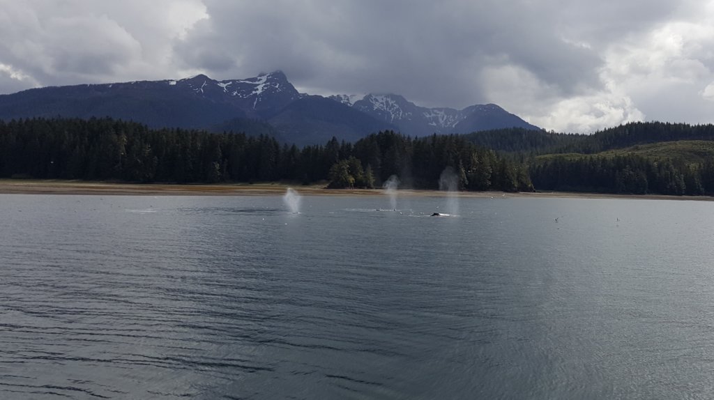 icystraitpointhoonahwhalewatching24.jpg
