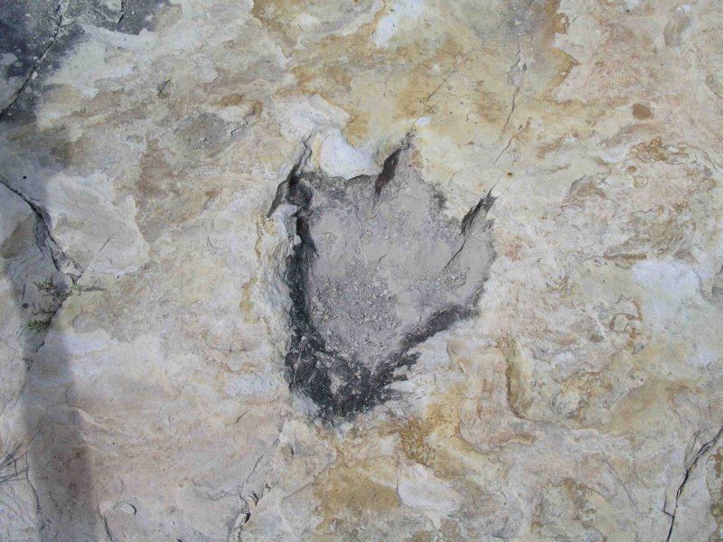 claytondino01.jpg