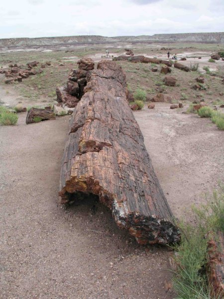 petrifiedforest.jpg