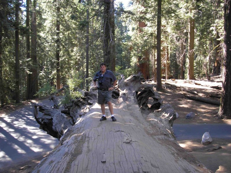 sequoia02.jpg