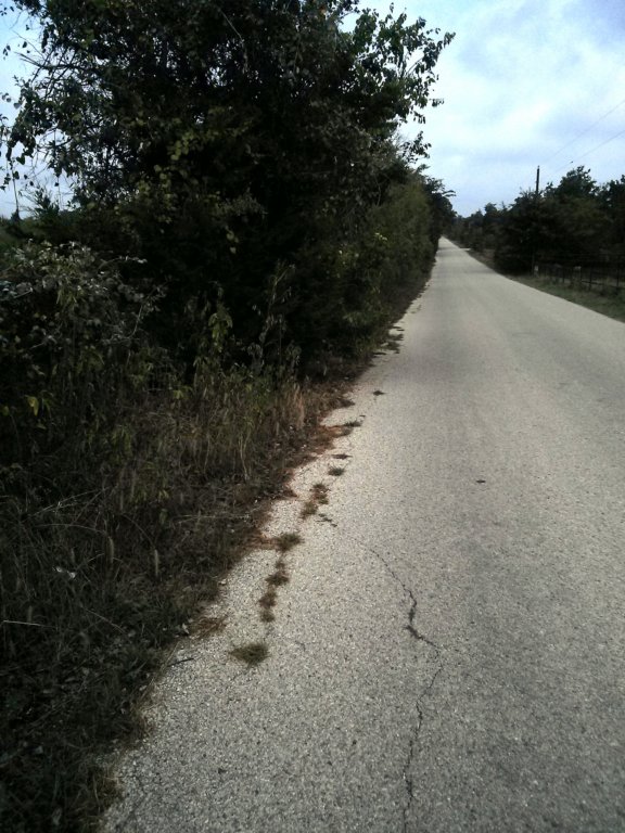 grassandweedsgrowingupthrucracksinmcdonaldlanewest2.jpg