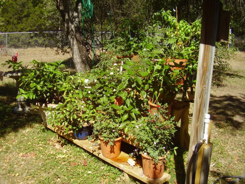 plantstepsoverall.jpg