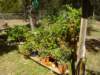 plantstepsoverall_small.jpg