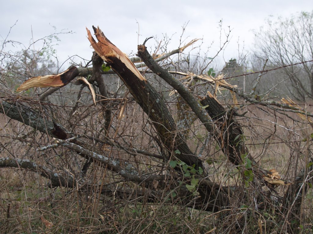 klaustornadodec20079.jpg