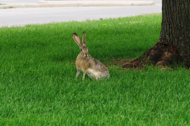 bunnysheppardafbtexas.jpg