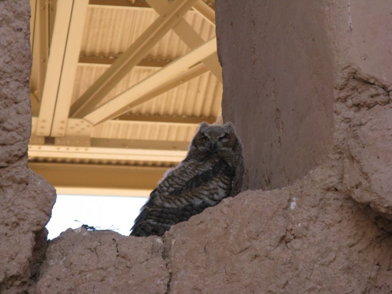 casagrandeazowl.jpg