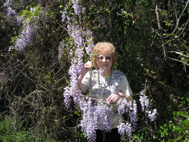 judiwisteria.jpg