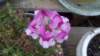 _141717_710_small.jpg