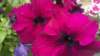 _141741_143_small.jpg