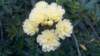 _141803_703_small.jpg