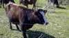 _151355_786_small.jpg