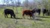 _151415_359_small.jpg