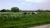 _155017_641_small.jpg