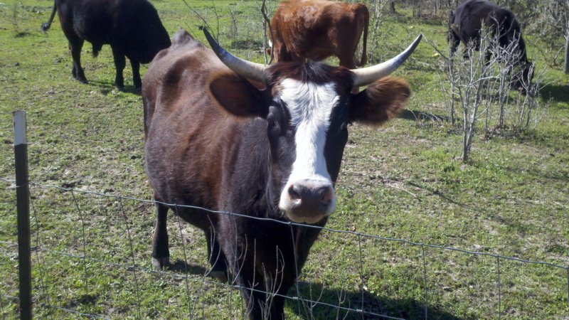 cow.jpg