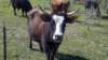 cow_small.jpg