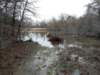 janflood23_small.jpg