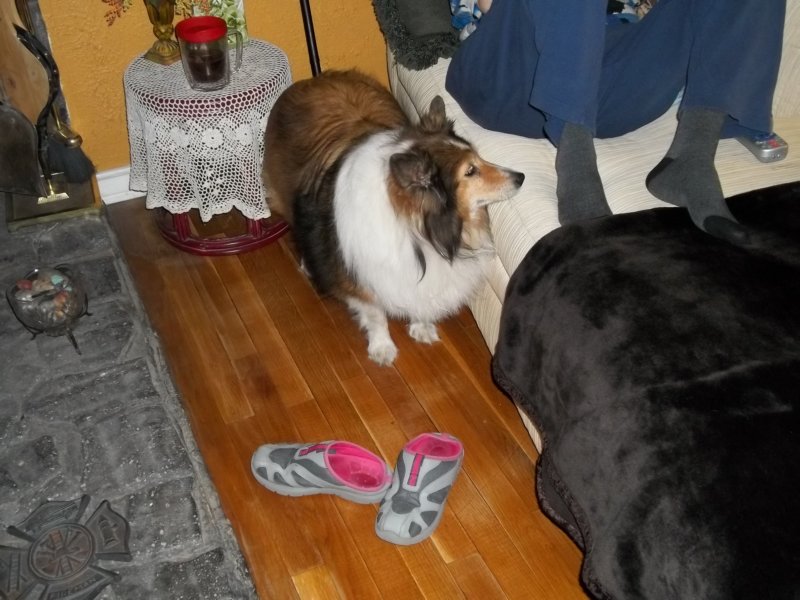 petsa1.jpg
