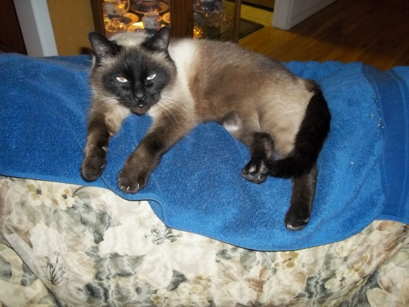 petsa2.jpg