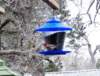 pinkbird_small.jpg